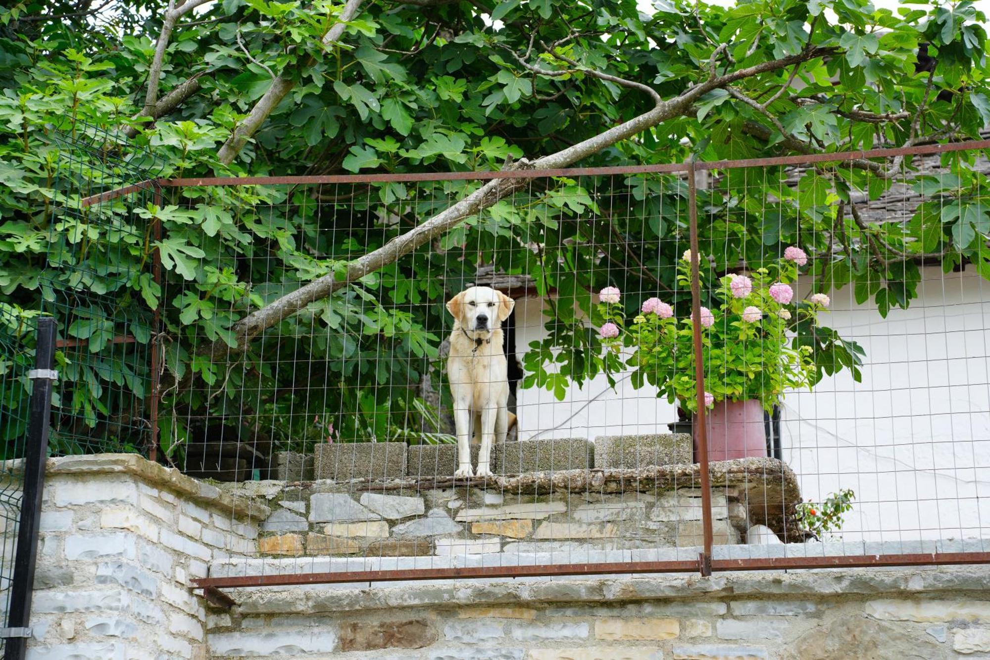 Castlefront Villa Gjirokastër Dış mekan fotoğraf